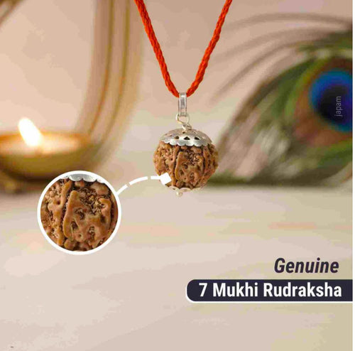 7 Mukhi Rudraksha / Seven Faced Rudraksha (Indonesian)